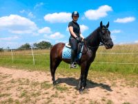 Traumpony Stute  auch geeignet für Reitschulen super Kinderpony Hessen - Villmar Vorschau