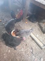 4 Hennen mit einem Hahn Thüringen - Schlotheim Vorschau