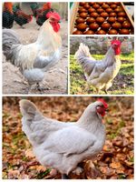 Hähne Marans Perlgrau / Lavender Niedersachsen - Zetel Vorschau