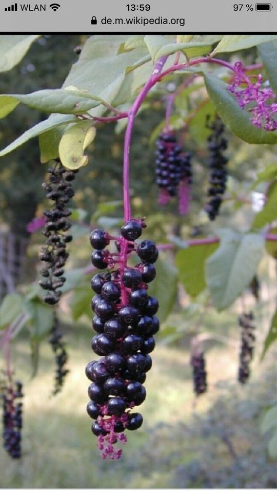 Kermesbeeren asiatisch  ab 1m hoch 7€ in Berlin