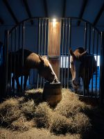 Whiskey Pferdemist kostenlos abzugeben Brandenburg - Löwenberger Land Vorschau