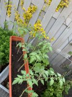 Tomatenpflanzen Kreis Pinneberg - Moorrege Vorschau