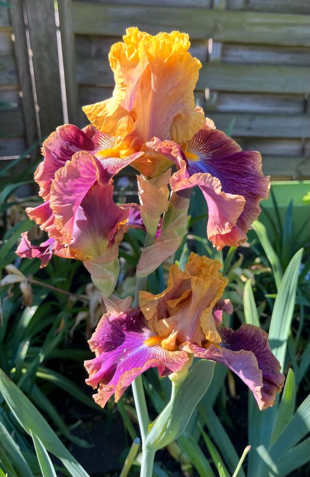 SCHWERTLILIE / IRIS in Nordhorn