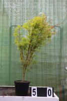 Acer palmatum ´Seiruyu´ Ahorn Ahornwochen Sonderpreis Hessen - Dietzhölztal Vorschau