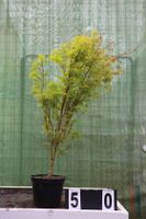 Acer palmatum ´Seiruyu´ Ahorn Ahornwochen no. 50 Hessen - Dietzhölztal Vorschau