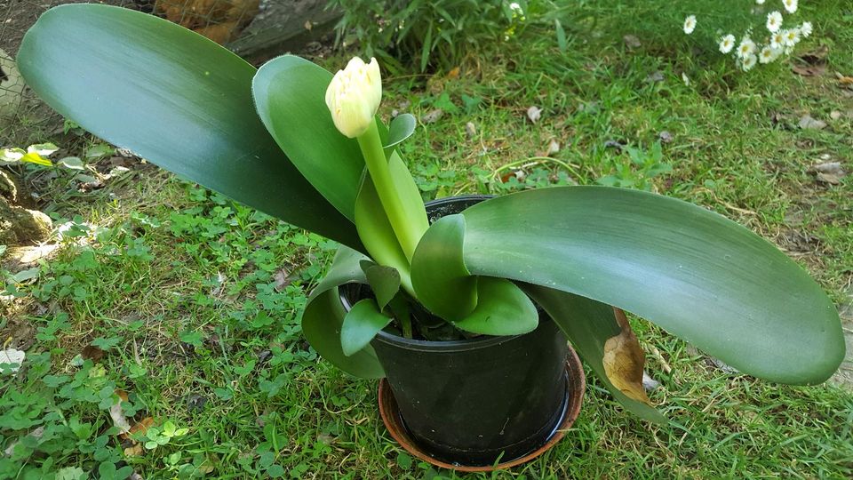 Haemanthus albiflos Blutblumen Amaryllisgewächse Pflanze Ableger in Schelklingen