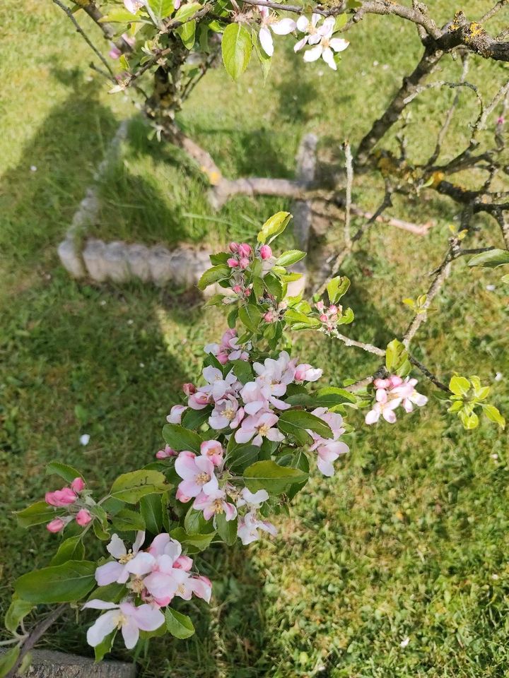 ❌ Rasenkanten Steine Beeteifassung Garten in Osnabrück