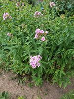 Rosa-weißer Phlox Sachsen-Anhalt - Reinstedt Vorschau