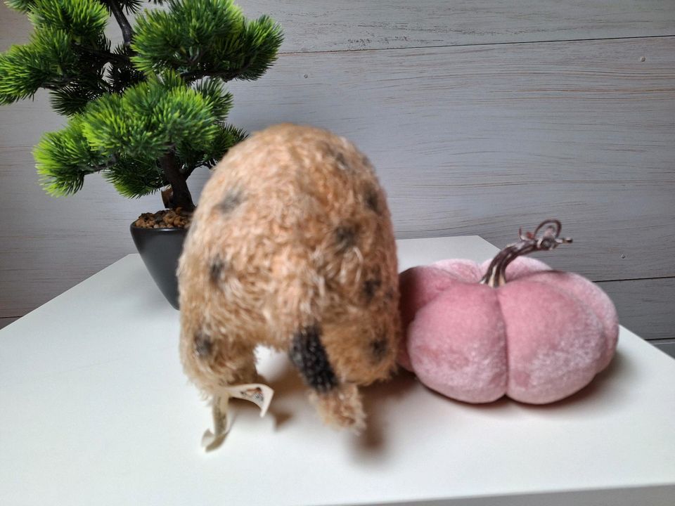 Kösen Mini Pig , Schwein Ferkel in Oberhausen