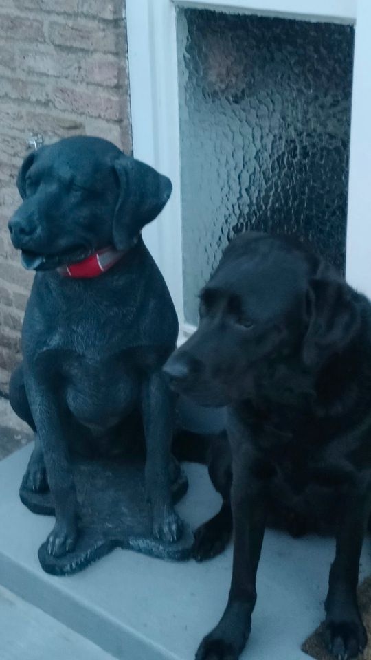 Labrador Retriever 80cm 90kg Lebensgroß Steinguss Labbi Lab Hund in Karlsruhe