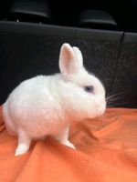 reinrassiges Farbenzwerg Kaninchen (Hase) 2,5 Jahre alt Baden-Württemberg - Neuenstein Vorschau
