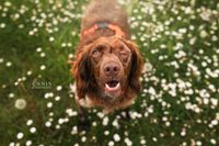 Bretone, Bretonischer Vorstehhund,  3 Jahre,kastriert Nordrhein-Westfalen - Meschede Vorschau
