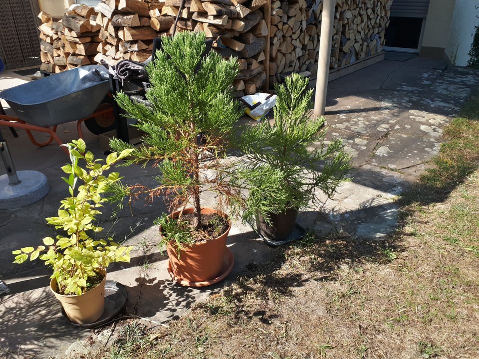 Sequoiadendron Giganteum/Mammutbaum in Ubstadt-Weiher