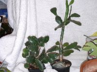 Opuntia brasiliensis, Kaktus, Sukkulente Zimmerpflanze Bayern - Stephanskirchen Vorschau
