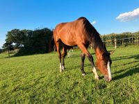 Pflegebeteiligung später auch Reitbeteiliging Niedersachsen - Dedelstorf Vorschau