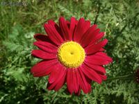 Tanacetum coccineum `Robinson Rot` Margerite ab 2,20€ P9 Bayern - Bayreuth Vorschau