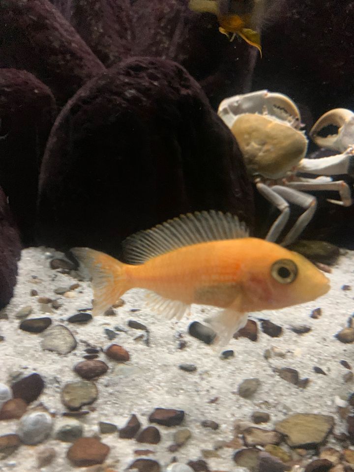 Aulonocara Firefish in Schleiden