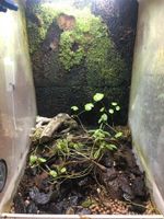 Terrarium Regenwald Nordrhein-Westfalen - Overath Vorschau