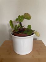 Pilea peperomioides Kr. München - Unterhaching Vorschau