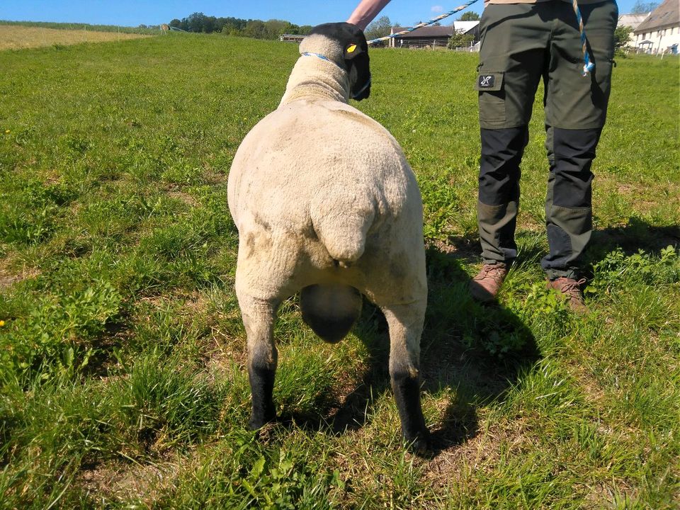 Zuchtböcke der Rasse Suffolk zu verkaufen (Öko) in Liebstadt