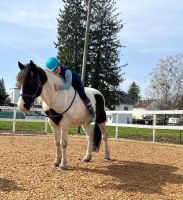 Süßer Pony Wallach im Endmaß Kleinpferd Bayern - Lochhausen Vorschau