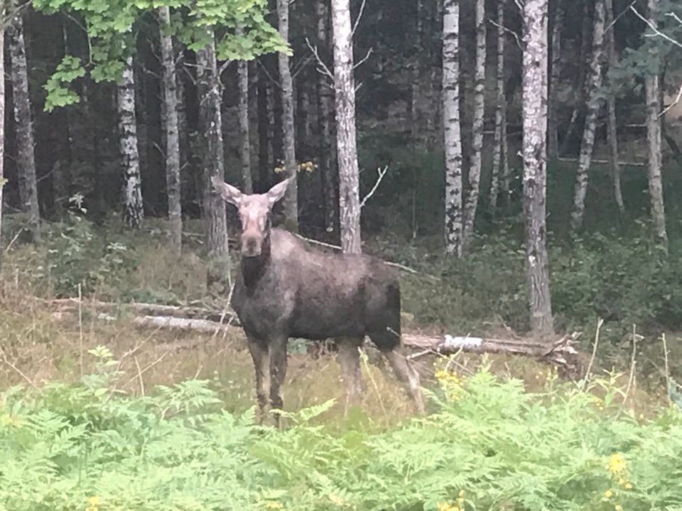 modernes Ferienhaus Urlaub in Schweden Südschweden mieten in Bannewitz