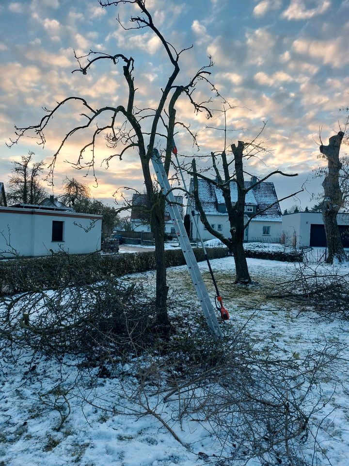 Baumfällung Baumpflege Hecken schneiden  Obstbaumpflege in Steinheim