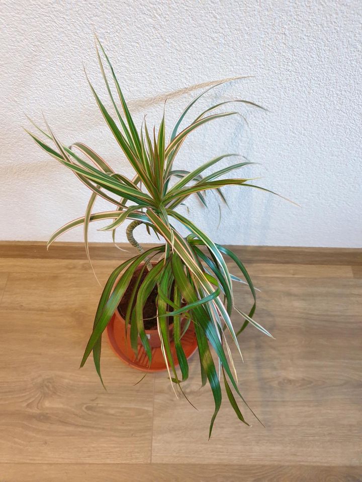 dracena palme , drachenbaum , pflanze , Wintergarten in Bopfingen