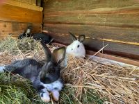 Kaninchen 9 Wochen alt Sachsen - Zwickau Vorschau