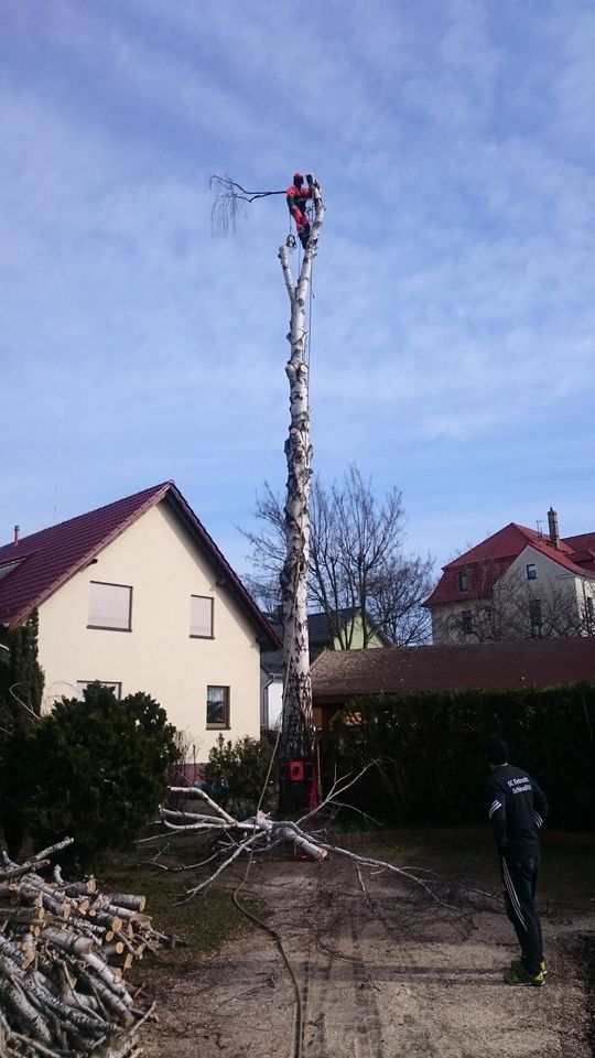 Bäume Fällen, Klettern, Hebebühne und Spitzen Kappen in Leipzig