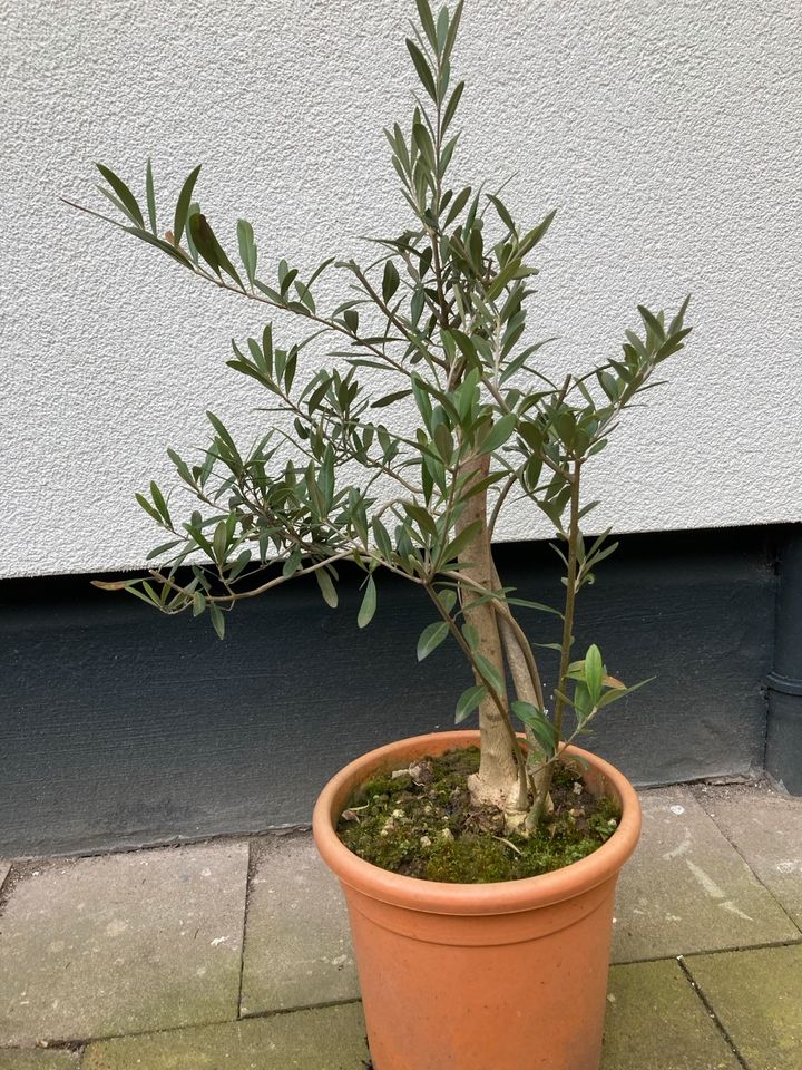 Olea - Oliven Pflanze als Busch - kleiner Halbstamm, winterfest in Düsseldorf