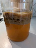 Scoby:  Kombucha-Pilz Baden-Württemberg - Ostrach Vorschau