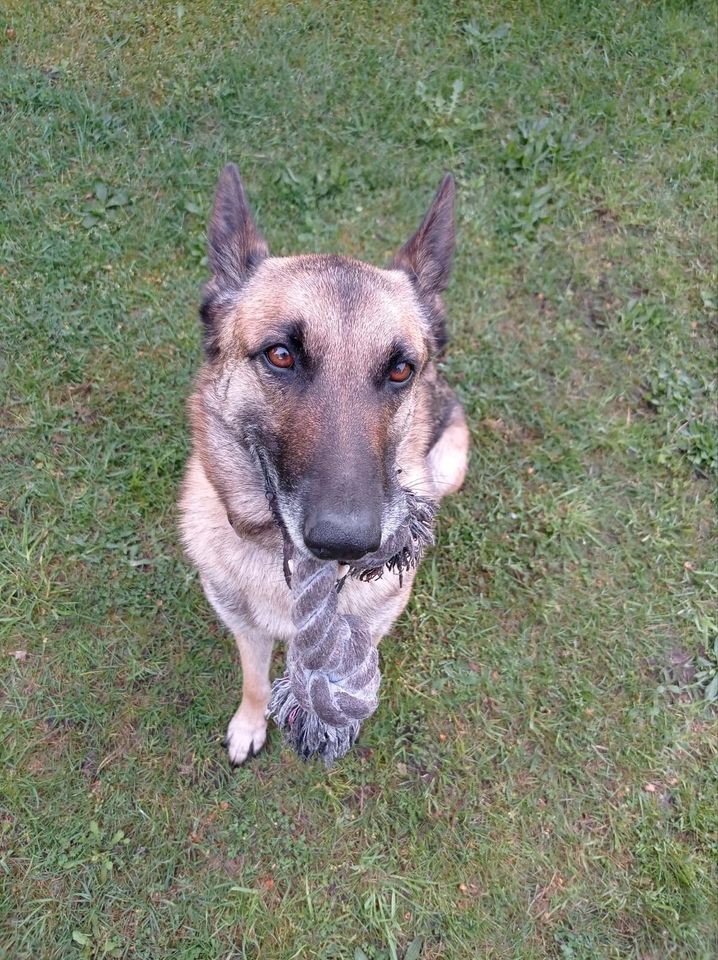 FRIDA Malinois Schäferhund Mischling Tierschutz Hund Hündin in Oranienburg