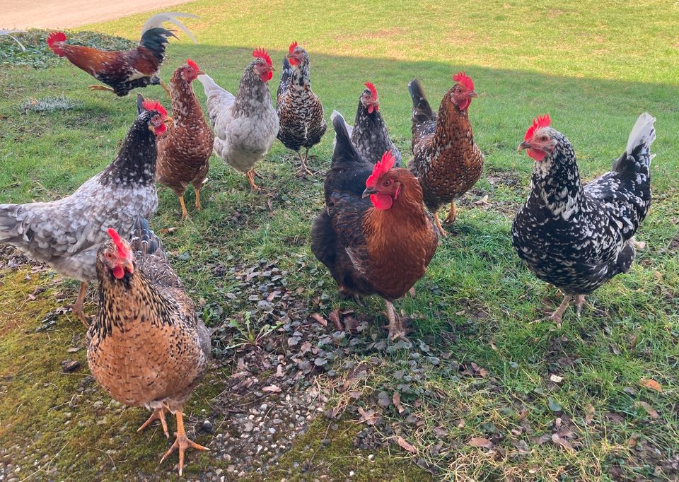 Schwedisches Blumenhuhn Eier in Haßloch