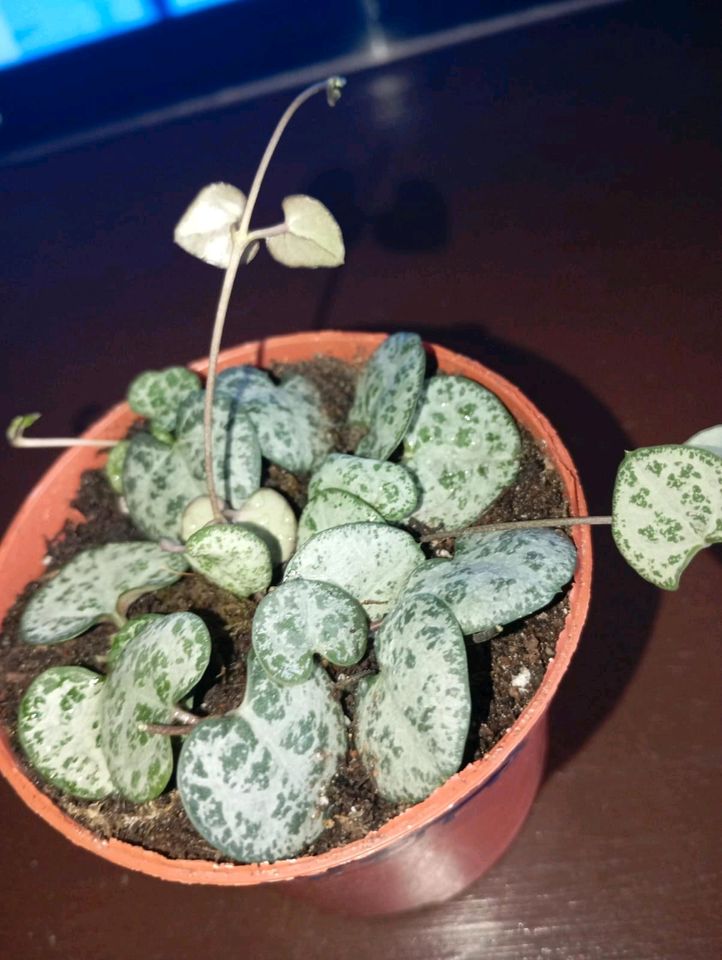 Leuchterblume 'String of Hearts' Ceropegia woodii in Berlin