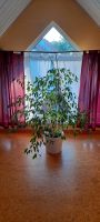 Große Ficus Pflanze komplett, Höhe 1,60 m x Breite 1,60 m Bayern - Nandlstadt Vorschau