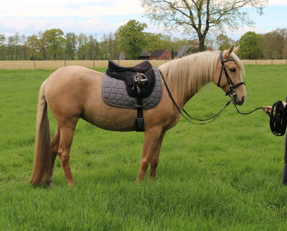 Spanier Cruzado Stute Palomino in Thedinghausen