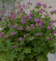 Storchenschnabel in der Farbe Flieder winterhart Bayern - Augsburg Vorschau