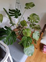 Gesunde Monstera deliciosa (Fensterblatt) Nordrhein-Westfalen - Hürth Vorschau