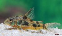 Corydoras paleatus 2.50€ Nordrhein-Westfalen - Kamp-Lintfort Vorschau