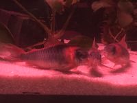 Corydoras eques Dreiecks - Panzerwels auch in Köln. Nordrhein-Westfalen - Finnentrop Vorschau