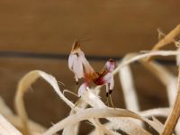 Hymenopus coronatus L2 - Orchideenmantis -Gottesanbeterin Brandenburg - Treuenbrietzen Vorschau