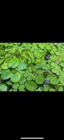 Verschiedene Aquarienpflanzen schwimmpflanzen Froschbiss uvm Lindenthal - Köln Sülz Vorschau
