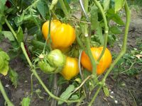 Ochsenherz-Tomatenpflanze Gelb-- F,tom ---aus eigener Anzucht Münster (Westfalen) - Amelsbüren Vorschau