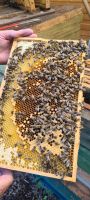 Bienenvölker Nordrhein-Westfalen - Schleiden Vorschau