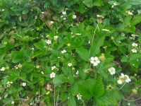 Pflanzen Wald-Erdbeeren (fragaria vesca ) - Bodendecker | BIO Bayern - Frasdorf Vorschau
