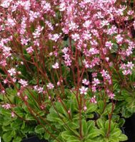 Saxifraga urbium  -  Porzellanblume, Steinbrech Niedersachsen - Diekholzen Vorschau