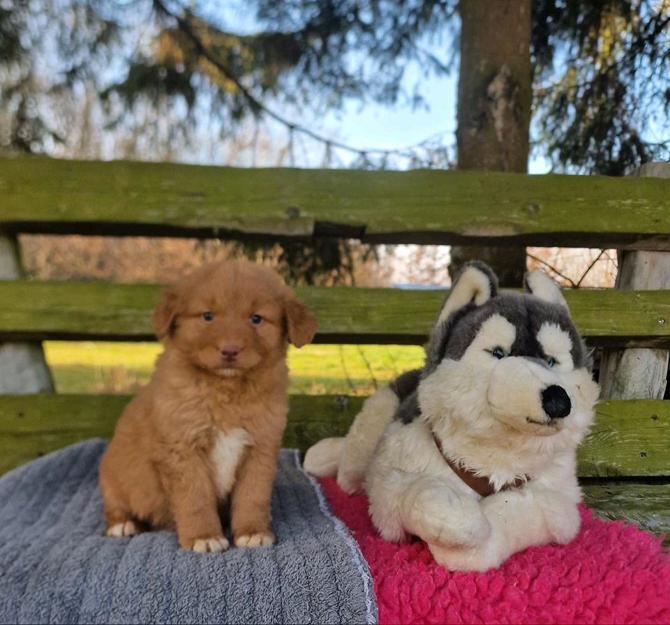 Nova Scotia Duck Tolling Retriever Welpen mit Ahnentafel in Eckartsberga