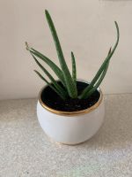 Aloe Vera groß 26cm München - Maxvorstadt Vorschau