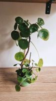 Pilea chinesischer Geldbaum - unterschiedliche Größen Nürnberg (Mittelfr) - Nordstadt Vorschau